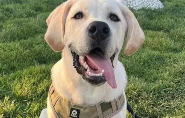 7 kinds of dogs recognized as 