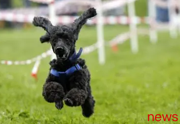 The top ten best dogs in the world