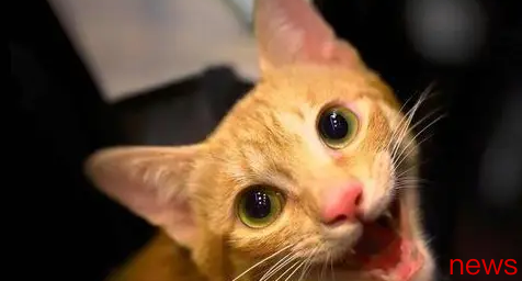 What are the cats that can make 100 kinds of screams saying?