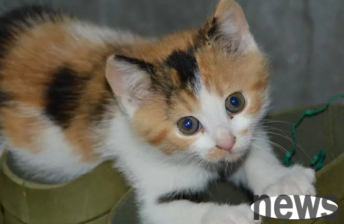 A complete guide to hug cat posture, a must-see for happy cat petting