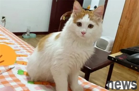 Whether a cat lives a happy life can be seen at a glance!
