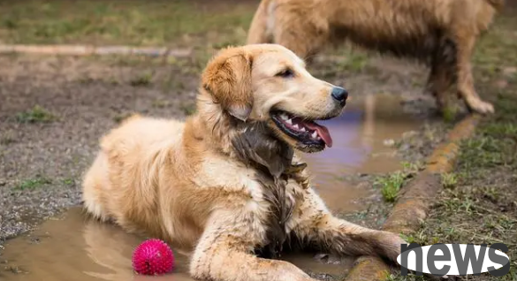 The 9 most innocent, kind, and irresistible dogs, I never regretted it after raising them