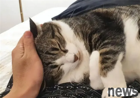 In the eyes of cats, 