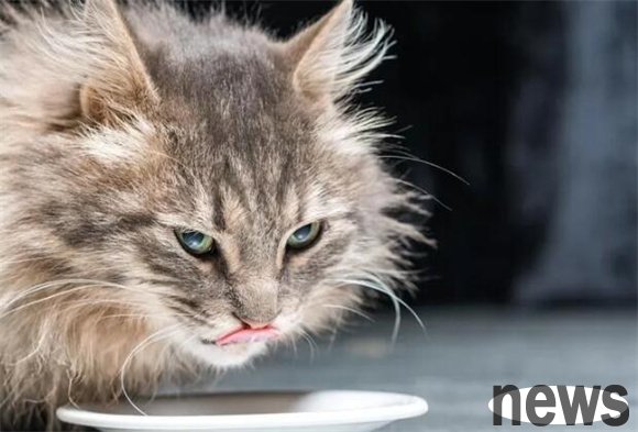 How to determine whether the cat food you choose is suitable for long-haired cats