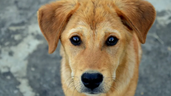 What problems will a dog eat too much