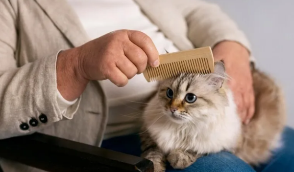 The best solution for cat hair loss
