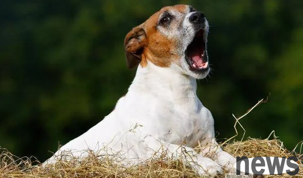 Do dogs often 