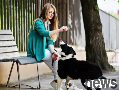 Is it better to let the dog walk the dog on an empty stomach or feed the dog before walking it?