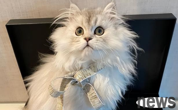 It is recognized that five types of cats that are 