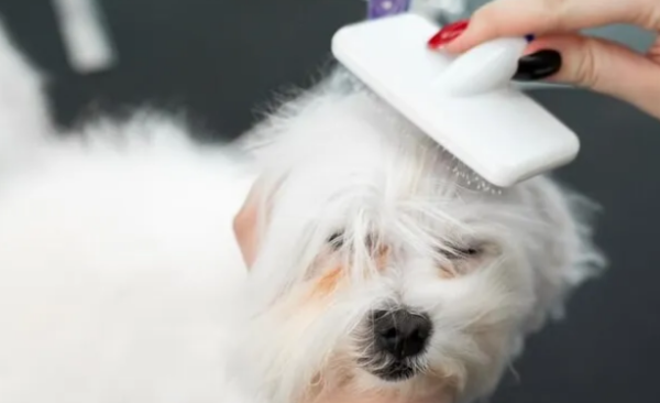 How to deal with dogs during hair replacement