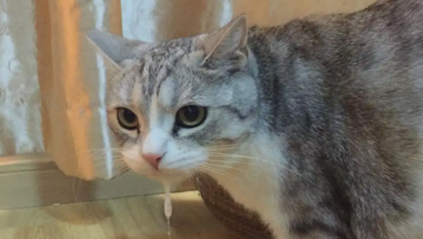 What are the causes of vomiting in cats?