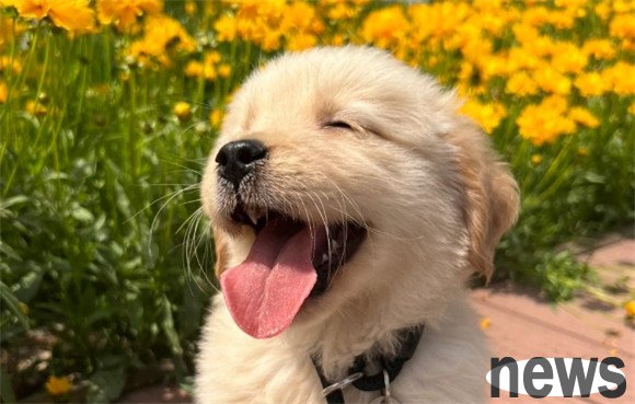 Analysis of the benefits and disadvantages of strawberries for dogs