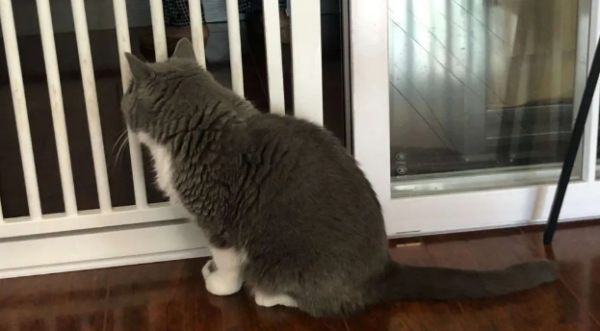What will cats raised since childhood treat people?