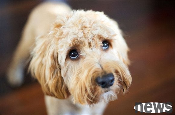 Building confidence in dogs: How to correct urinary incontinence behavior when excited