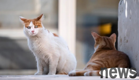 Five common diseases caused by chronic stress in cats