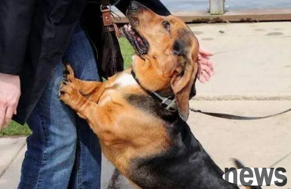 The big secret of dog behavior: it always likes to pounce on you, and it may not necessarily like you!
