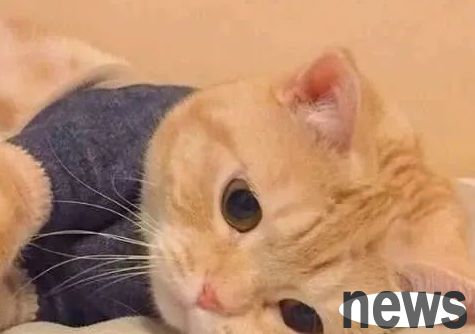 What should I do if the cat owner vomits and doesn’t eat?