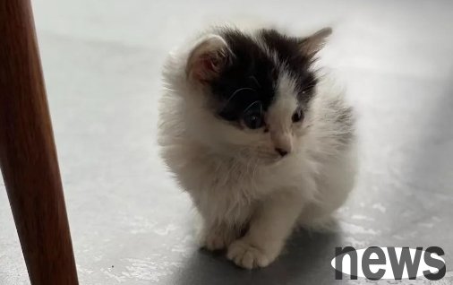 What should I pay attention to when maintaining kittens in different months?