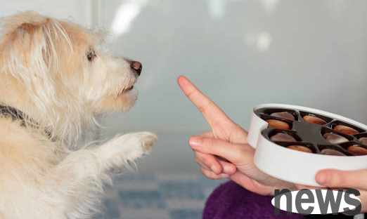 What can’t dogs eat? If you ignore these five points, you will definitely be raising them to death!