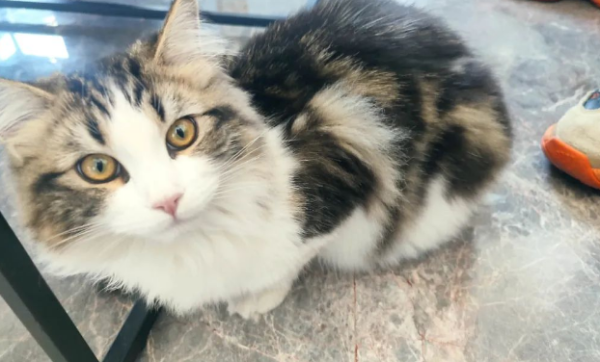 How cats apologize to humans humbly