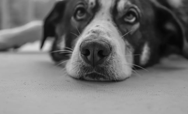 Will the dog miss his owner if he gets lost?