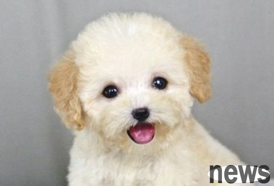How to adopt a dog, pet adoption rules