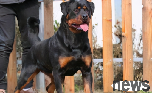Subvert your perception! Characteristics of the top ten most loyal dogs in the world