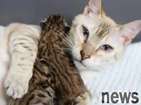 What should I do if two cats fight? The female cat keeps growing low?