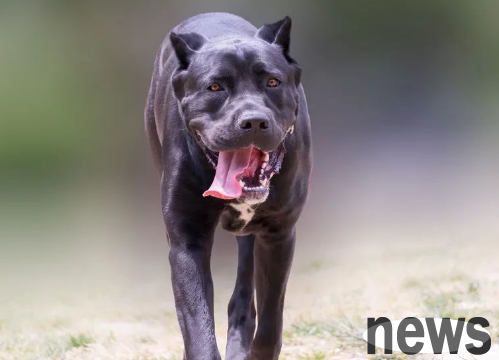 Don t panic when attacked by a vicious dog. These moves can 