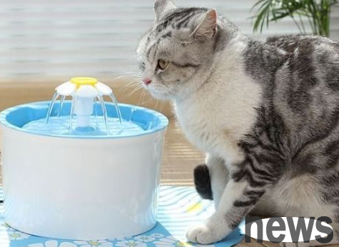 What should I do if my cat has no money for treatment for urine?
