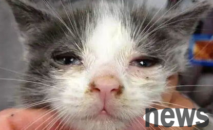 A detailed explanation of this article: What should I do if a kitten sneezes and runny nose?