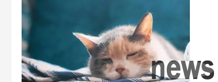 What should I do if a cat vomits egg yolks? Did the cat vomit after eating egg yolks?