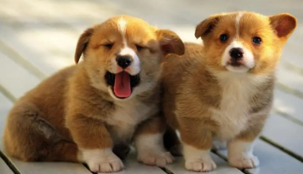 What should I do if a puppy gets stuck in his throat after eating bones? Dogs always want to vomit but can’t?
