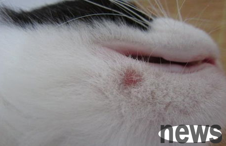 What to do if a cat is infected with fungal infection? How to solve it?