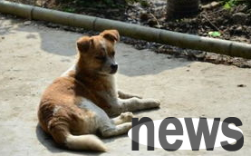 What should I do if a puppy can’t digest the bones and can’t pull them out? Come and have a look