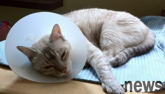 What should I do if a cat has cat plague?