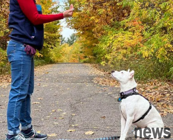 How to train a dog? Basic gestures for training dogs