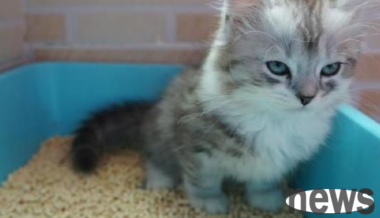Why do cats like to be in the basin?
