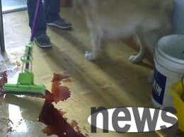 What should I do if a dog has hematuria? What medicine should I use?