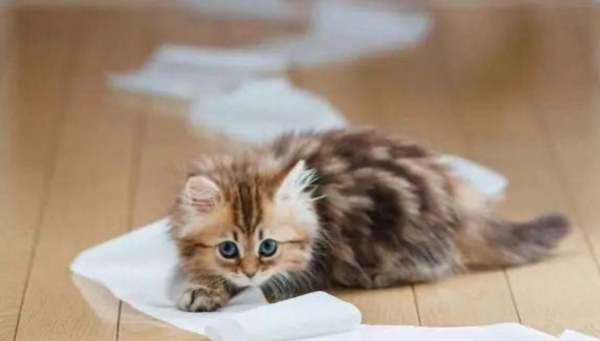 Can kittens heal themselves if they have diarrhea? This is best