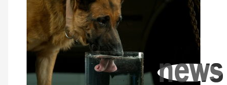 What should I do if the puppy choked when drinking water? What should I do if a dog choked when drinking water?