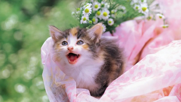 What is the survival rate of cat plague in 2 months kittens?