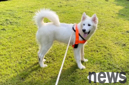 What should I do if I don’t walk my dog? What s wrong with walking your dog?