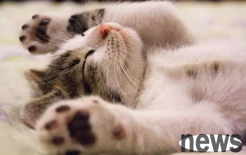 Cats who have received 