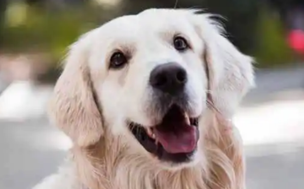 A few wrong ways for novices to raise pets to groom their dogs~