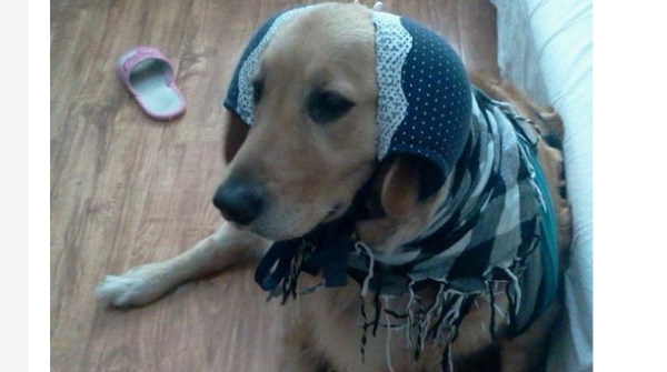 Why does my dog ​​eat my lingerie? How to avoid dogs eating underwear
