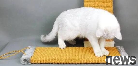 Training cats to sharpen their claws can relax and calm their mood!