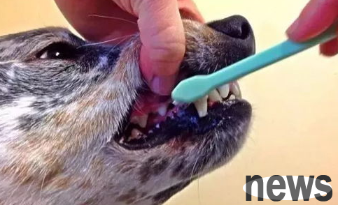 Oral disease! More than 80% of adult dogs have this problem