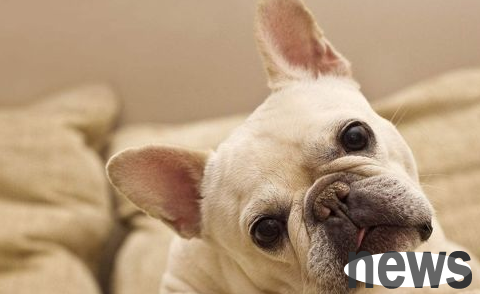 What are the urinary diseases of dogs? Why not take a look
