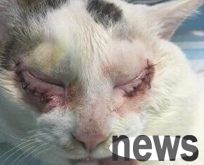 What to do if cats turn inward eyelids?